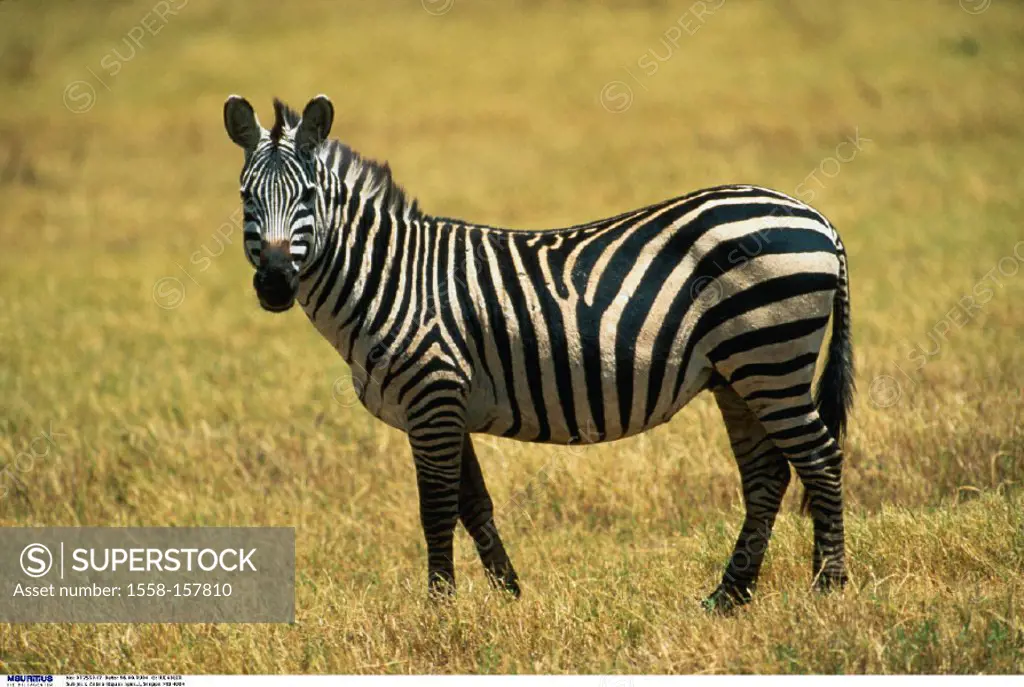 Boehm Zebra, Equus quagga boehmi