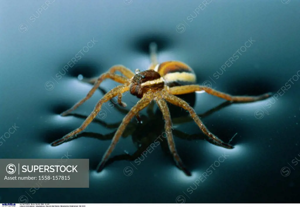 Web spider, Dolomedes fimbriatus