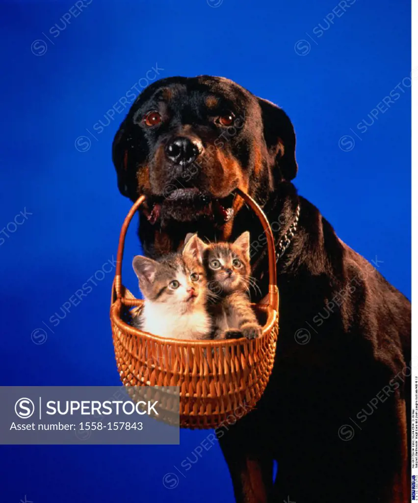 Rottweiler, Basket, Cats, Cat, Mammals