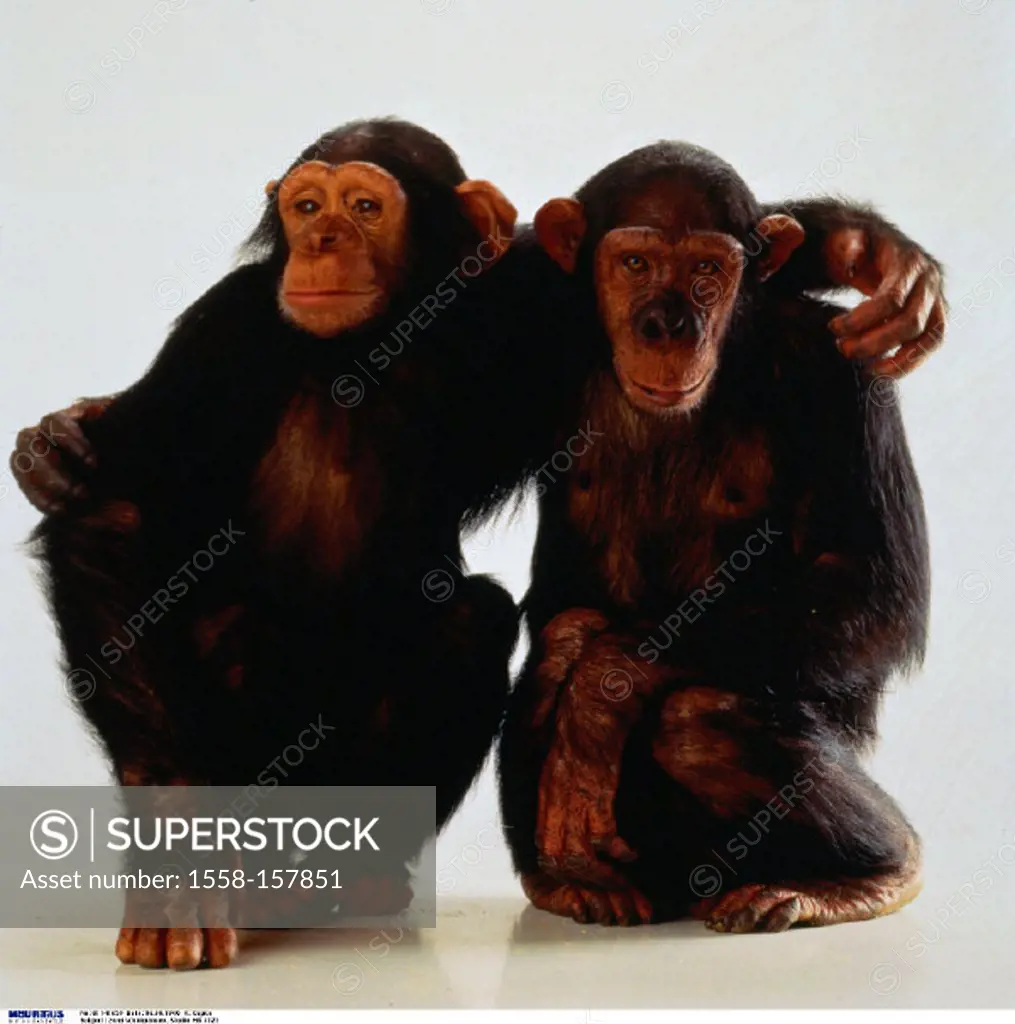 Chimpanzees, Pan troglodytes