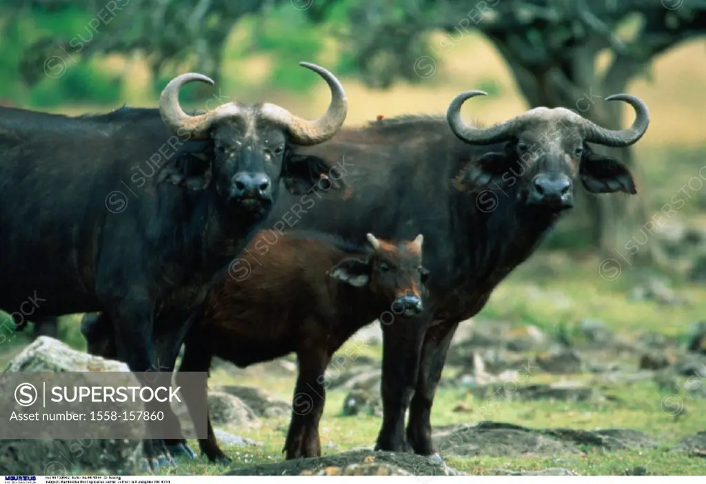 African Buffalo, Syncerus caffer caffer