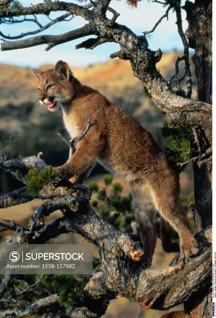 Puma, Profelis concolor, Young animal