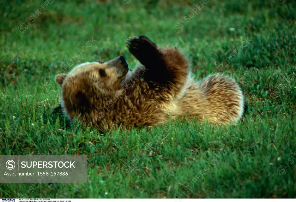North American  Grizzly bear