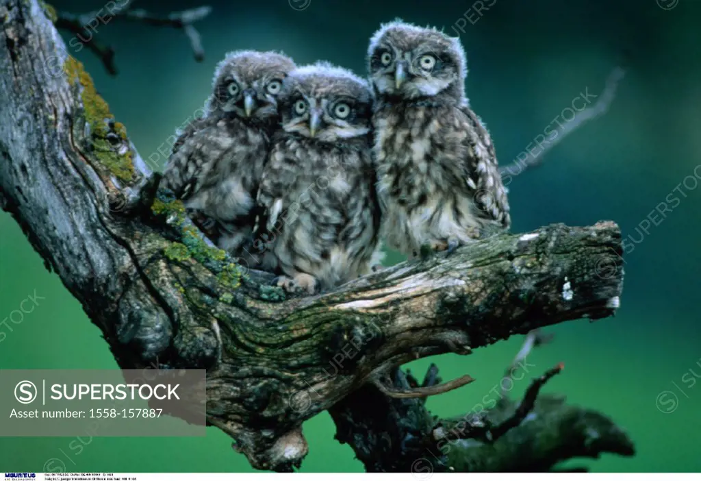 Little owlets, Athene noctua, Squabs