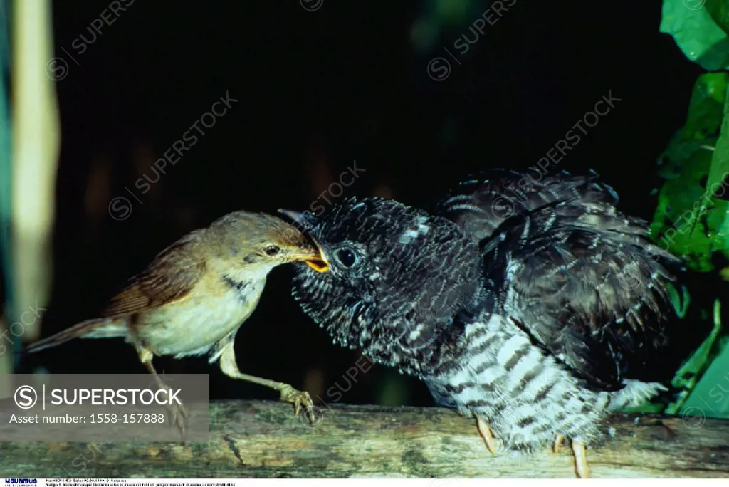Brood parasitism, Reed warbler
