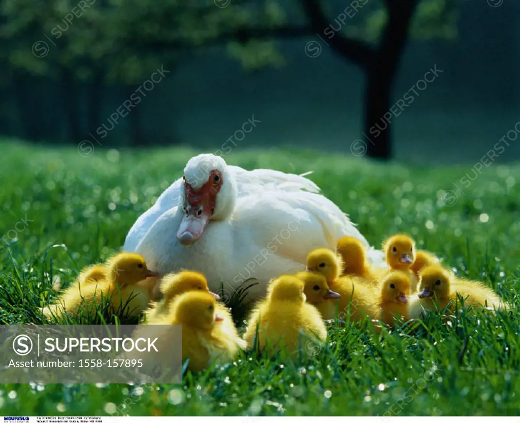 Muscovy Ducks, Ducklings, Meadow