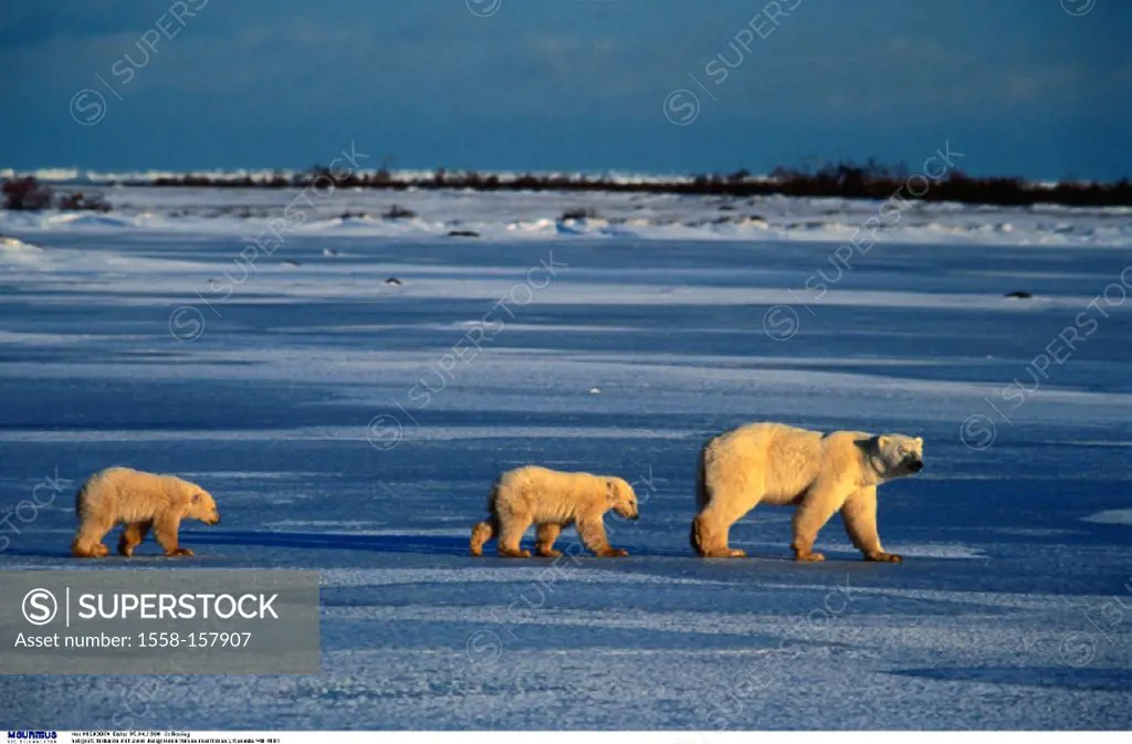 Canada, Polar bears, Ursus maritimus, Female