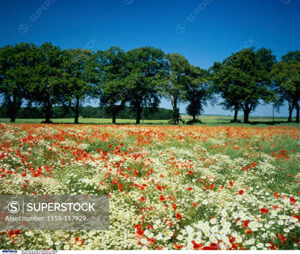 Field, Flowers, Clump of Trees, Landscape