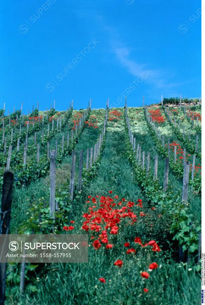 Vineyard, Poppies, Nature, Landscape, Vineyards
