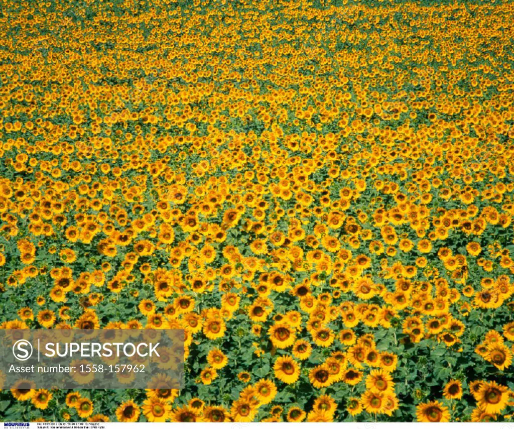 Sunflower field, Agriculture, Flowers