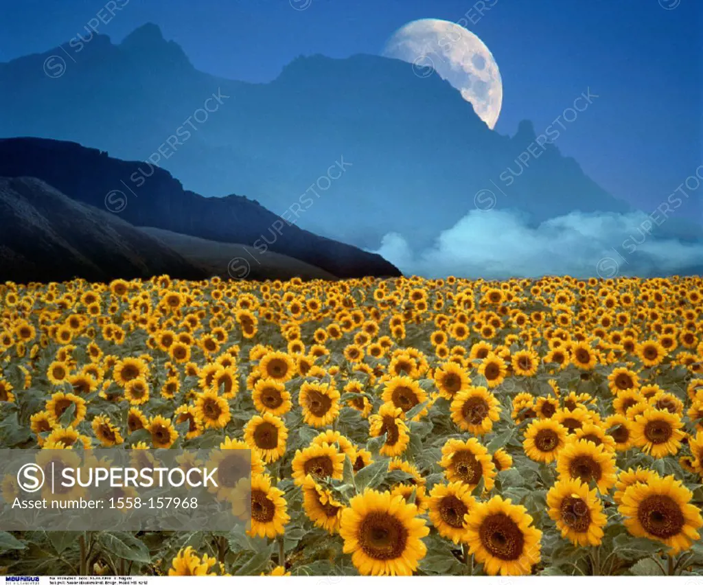 Sunflower field, Silhouette, Mountains, Moon