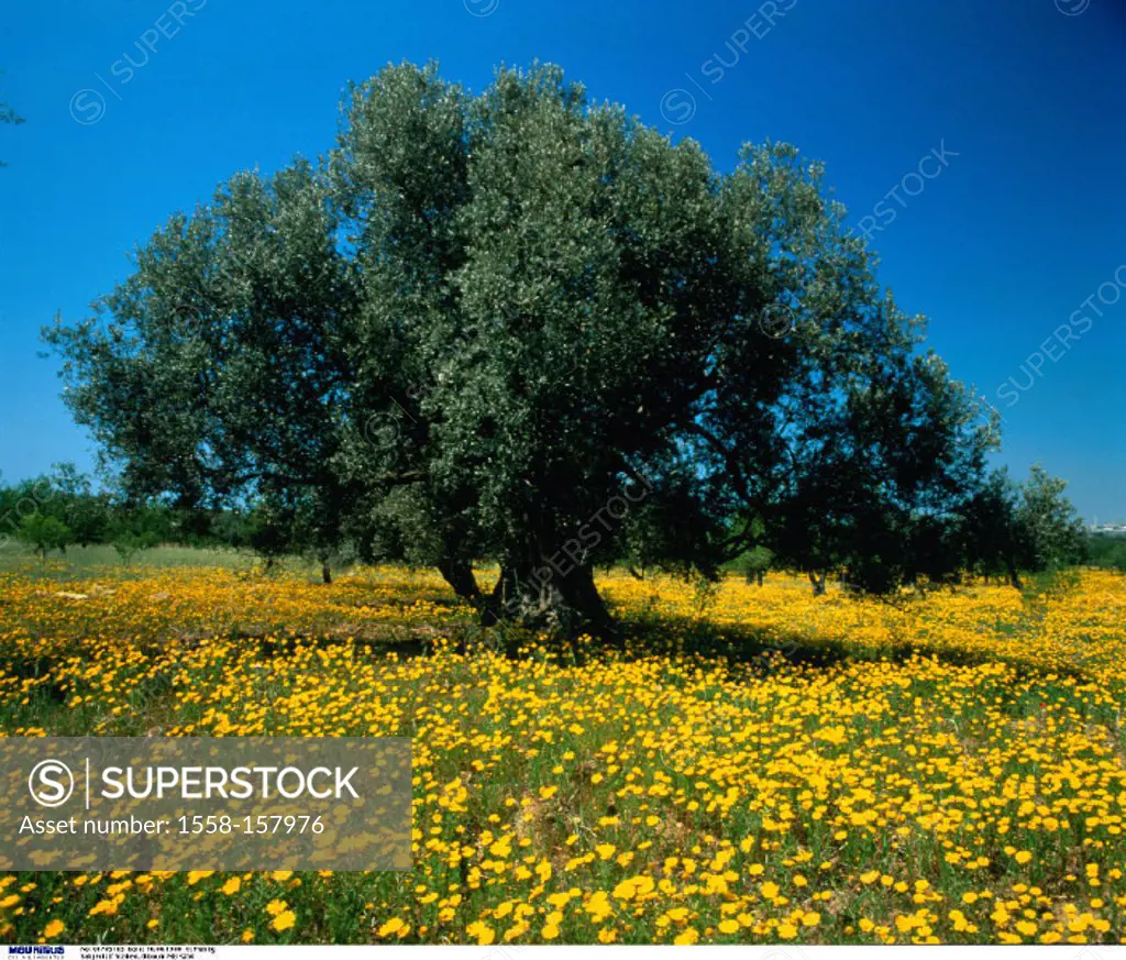 Italy, Sicily, Flower meadow, Olive tree