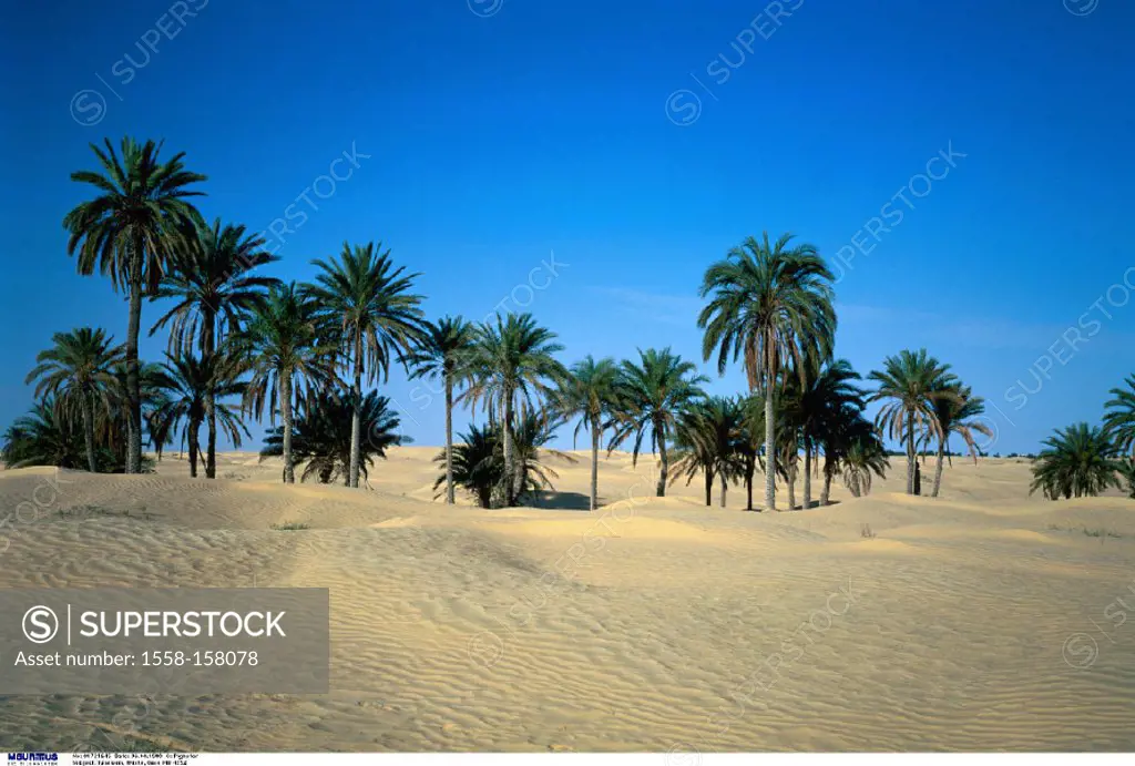 Tunisia, Desert, Oasis, Palms