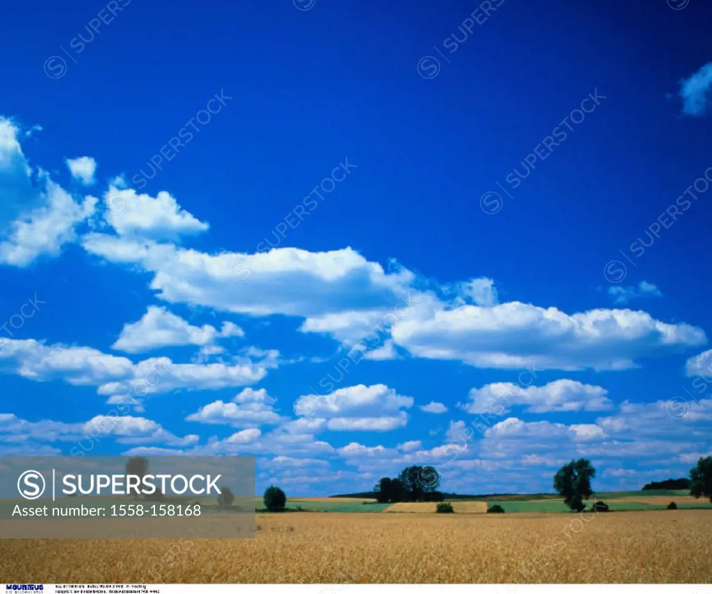 Fields, Field, Cloudy heaven, Grain field