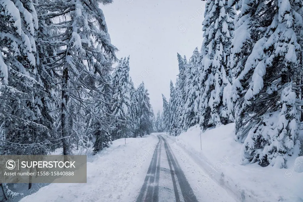 Snow covered mountain road through the forest, passo Tre Croci, Dolomites, Belluno, Italy