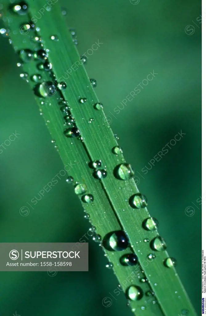 Blade of grass, Detail, Water drop