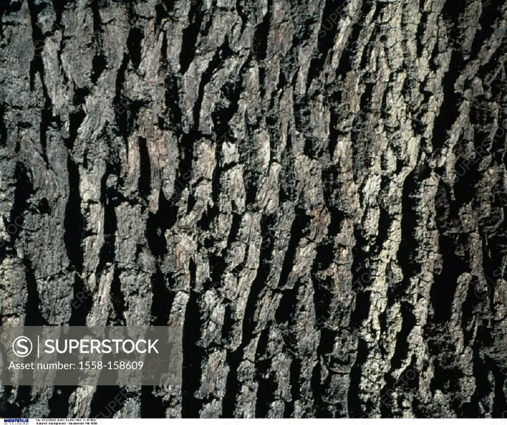 Tree bark, Detail, Bark