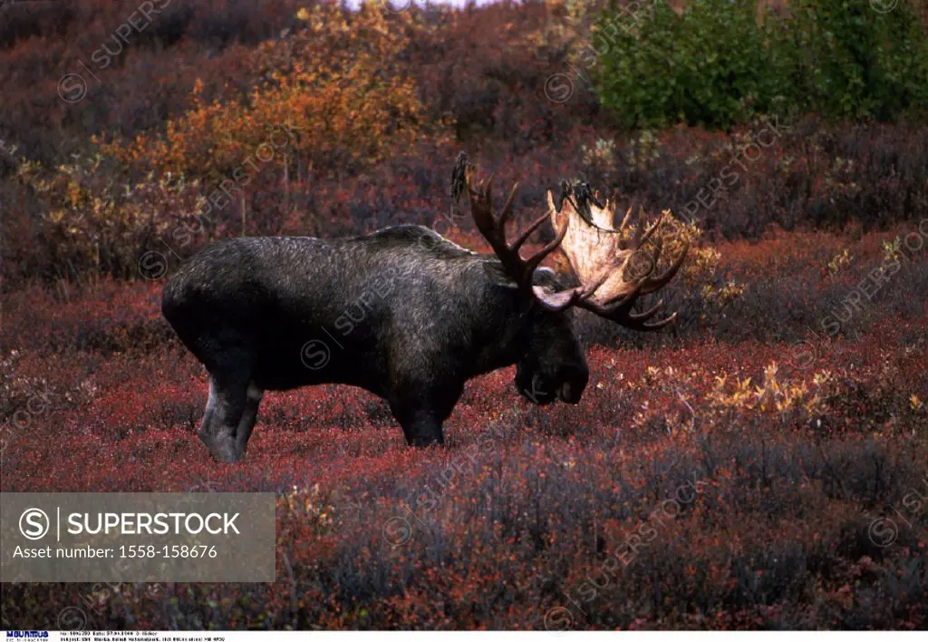 USA, Alaska, Denali National park, Elk, Alces alces
