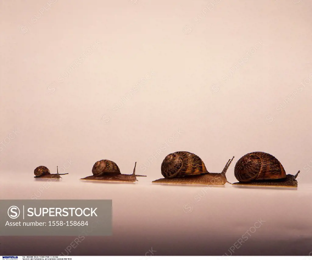 Snails, four, one behind the other, Sizes