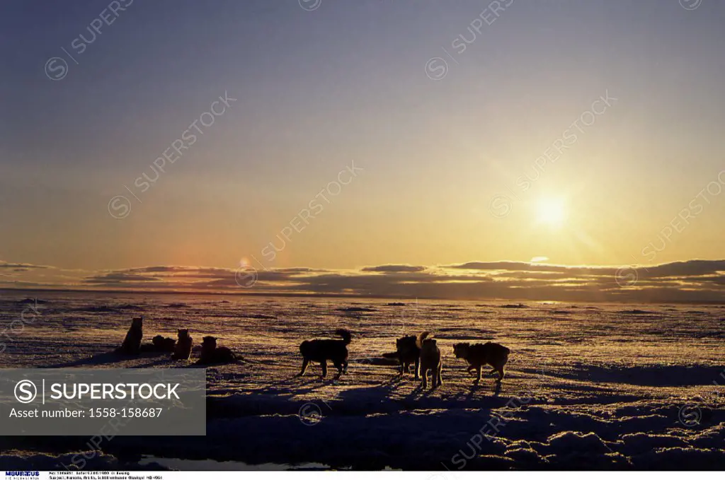 Canada, Arctic, Sled dogs, Ice