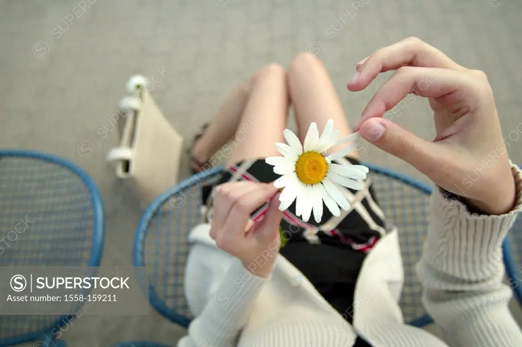 woman, daisy, petals
