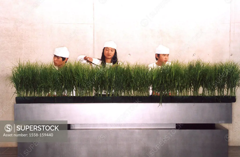 asians, flower box, grass