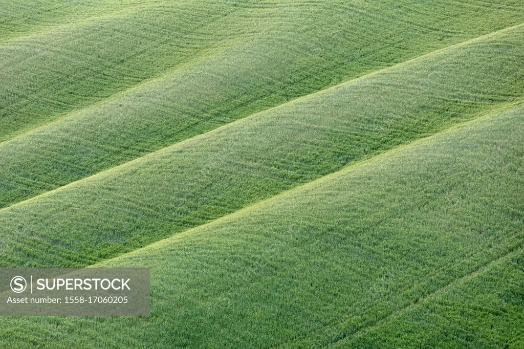 Green meadow on the hills of the Crete Senesi, Asciano, detail, Siena, Tuscany, Italy