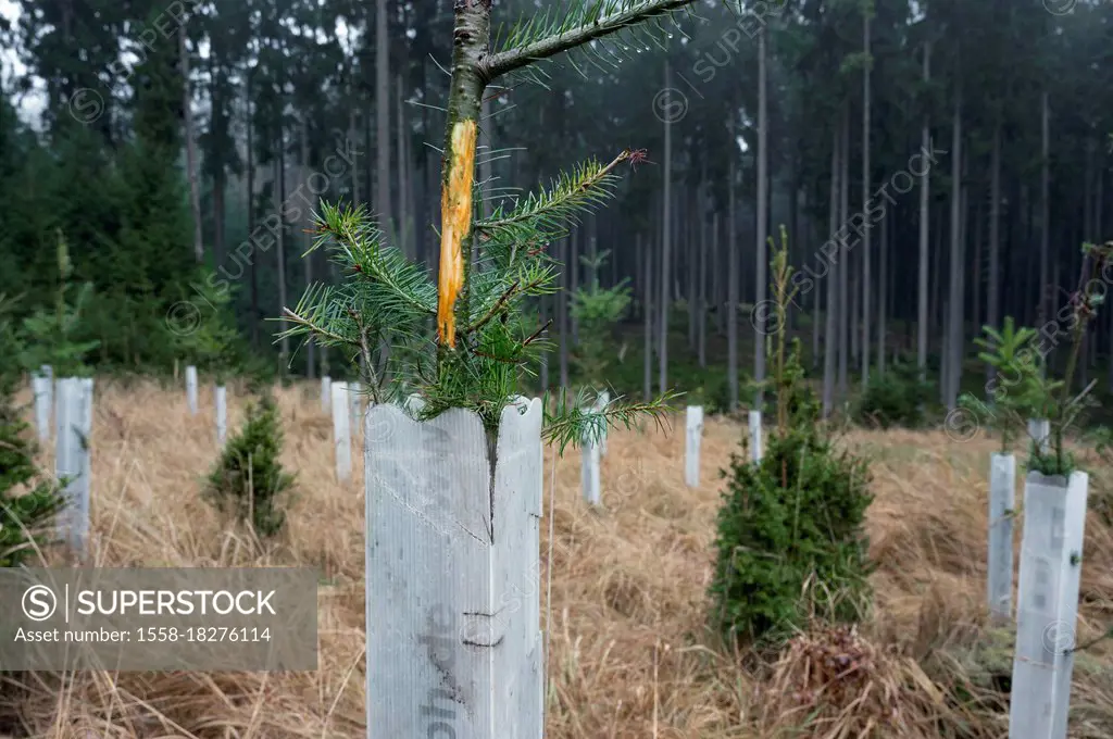Game browsing by red deer on a young conifer in protective pants, December, Spessart, Hesse, Germany