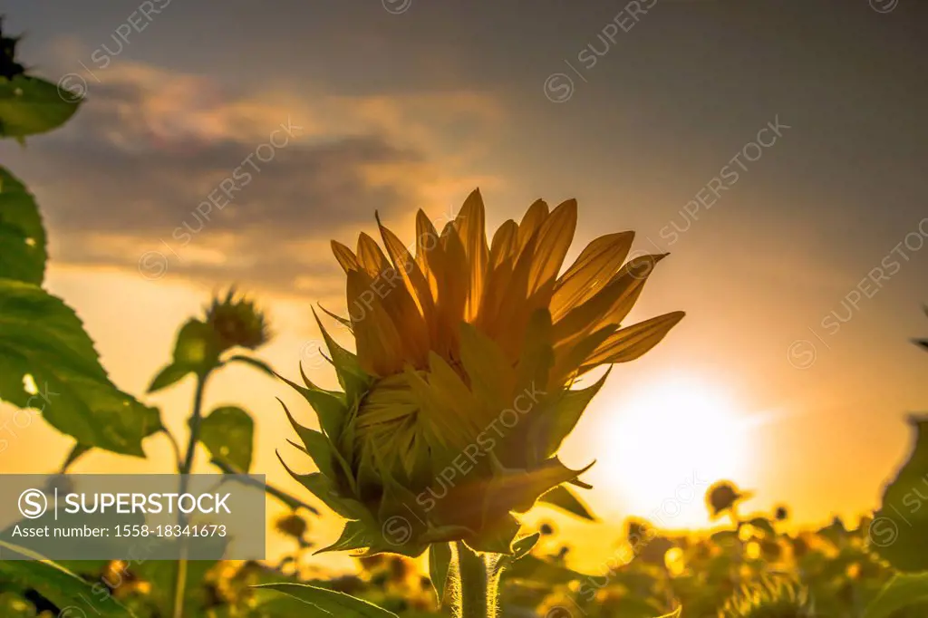 Yellow sunflower bud, sunflower blossom, summer on a sunflower meadow.