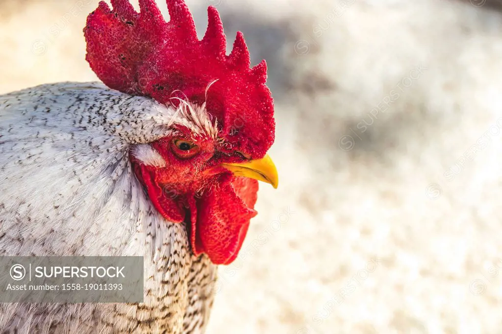 Domestic chicken, rooster, Gallus gallus domesticus, portrait, Cape Town, South Africa, Africa