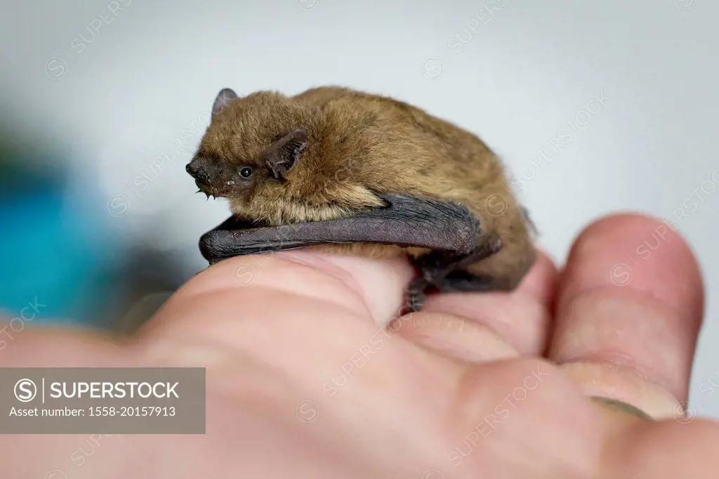 Bat, mosquito bat, Pipistrellus pygmaeus, in hand