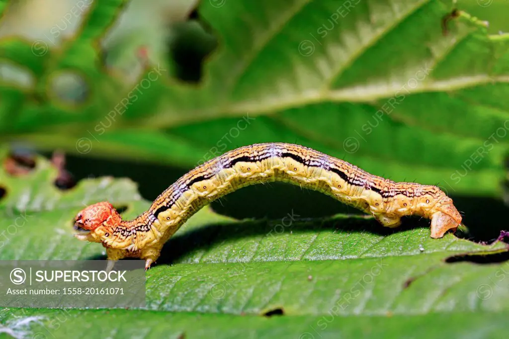 Caterpillar, Greater Frost Moth (Erannis defoliaria)
