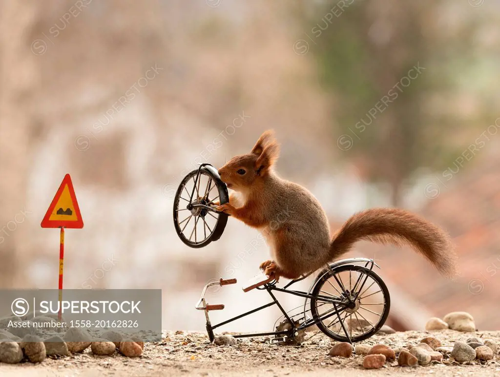 Red Squirrel on a broken bicycle