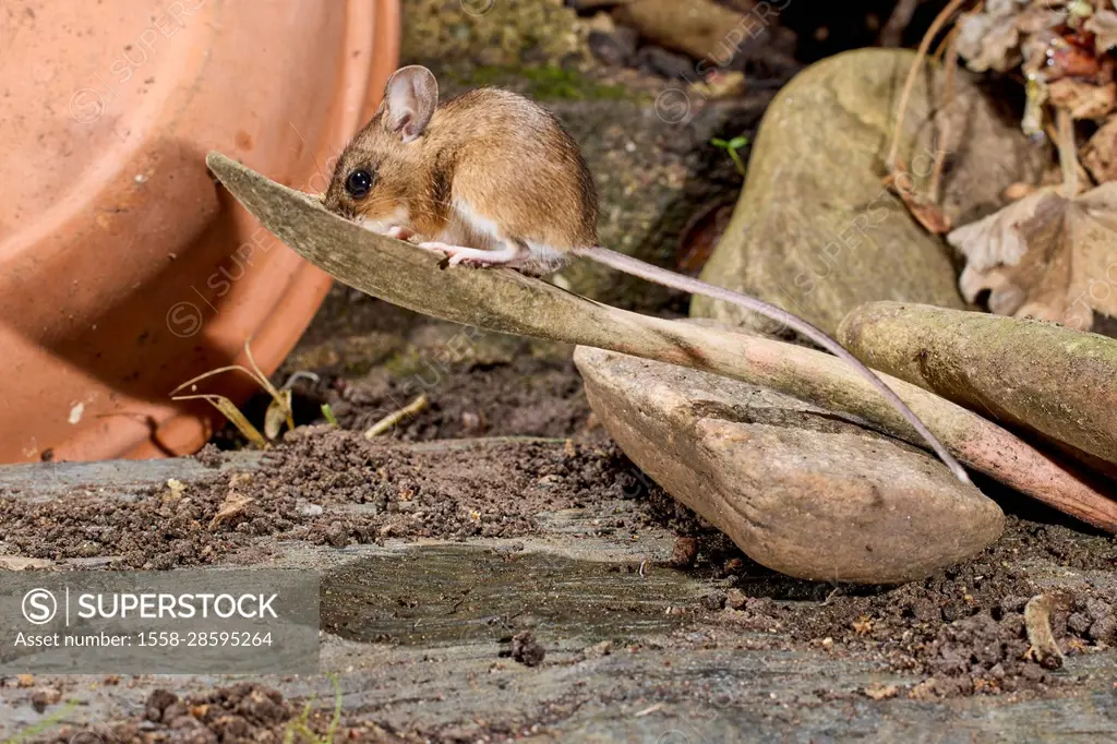 Mouse, wood mouse, yellow-necked mouse, Apodemus flavicollis