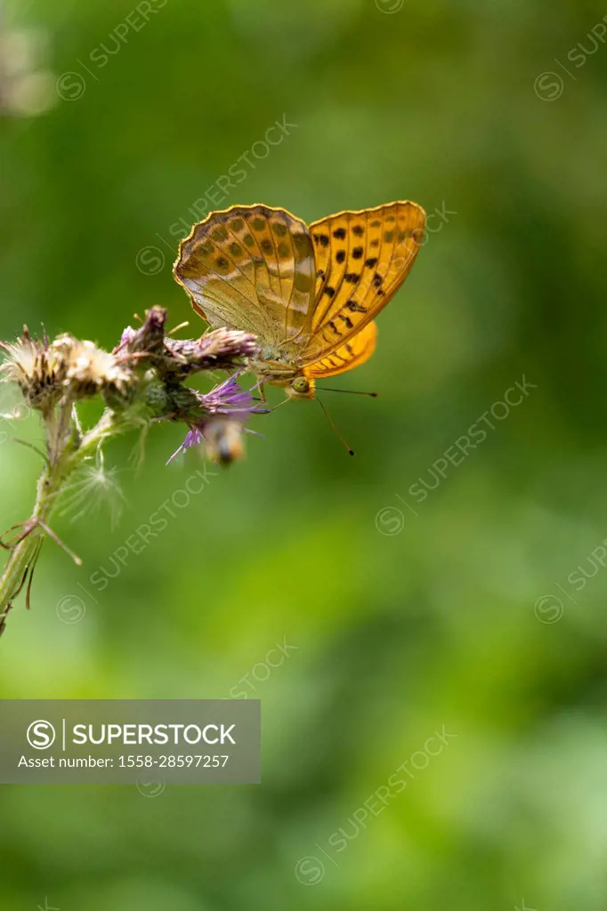 butterfly, silver-washed fritillary, Argynnis paphia,