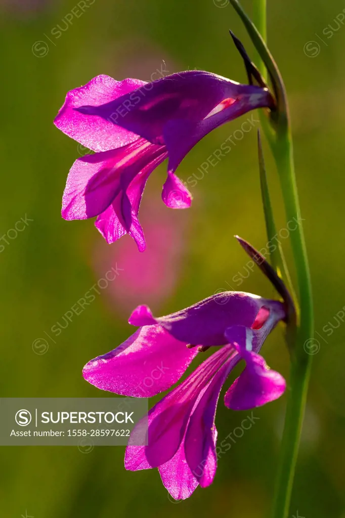 Marsh victorywort, marsh gladiolus, Gladiolus palustris,