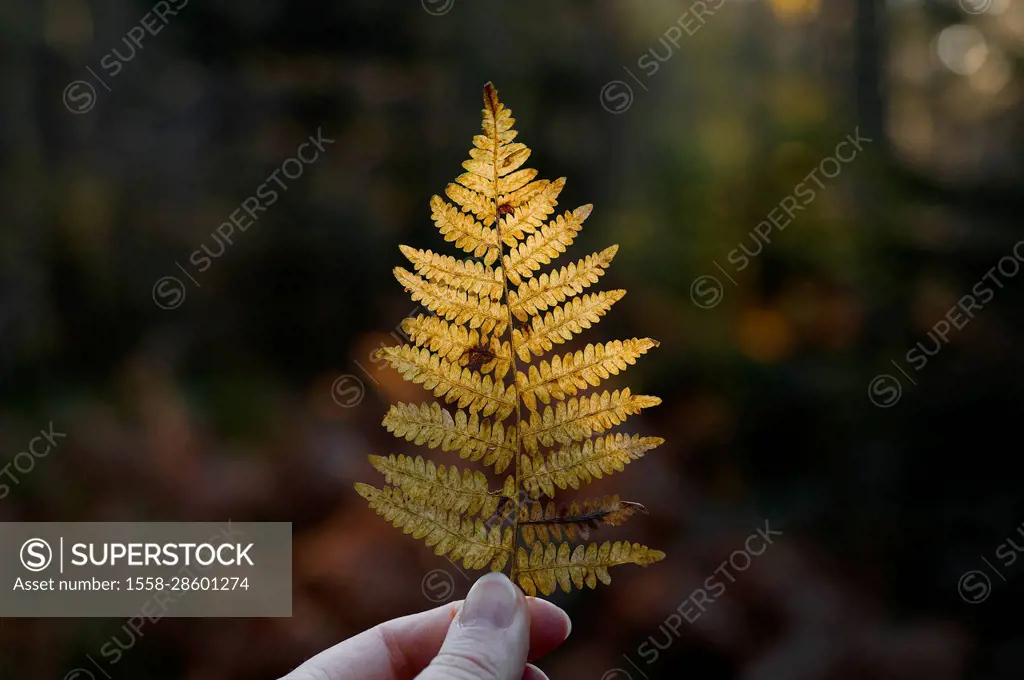Autumn walk in forest, woman hand with an autumn colored fern branch, back light