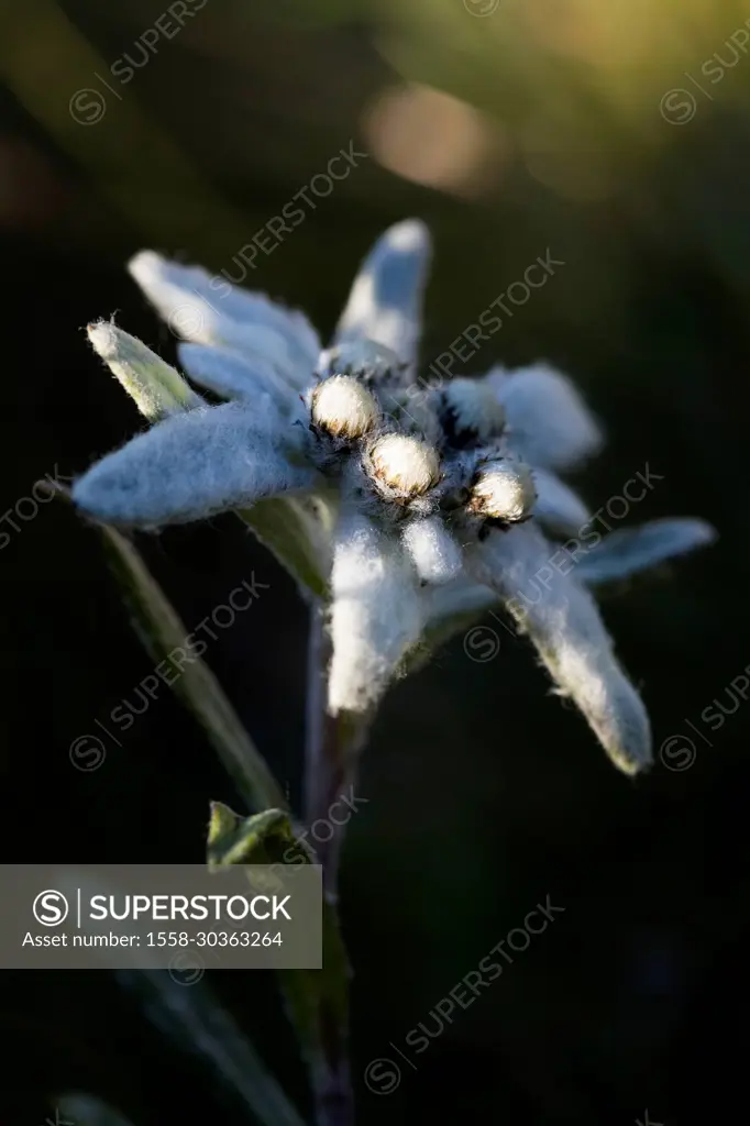 Alpine edelweiss, Leontopodium nivale, closeup