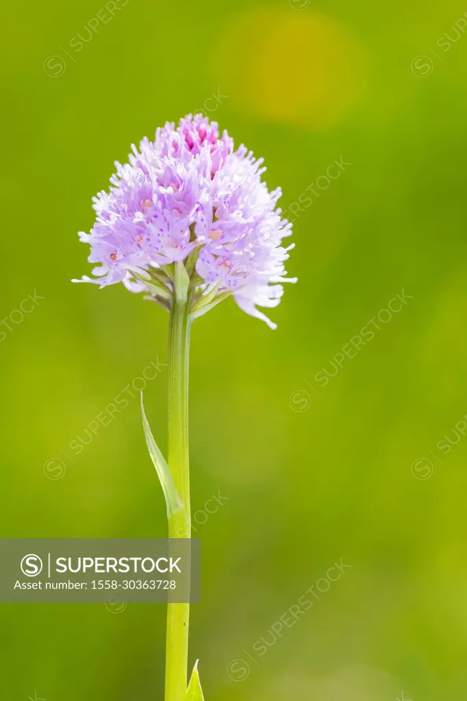 globe-flowered orchid, Traunsteinera globosa, orchid, pink ball orchis, close up, side view