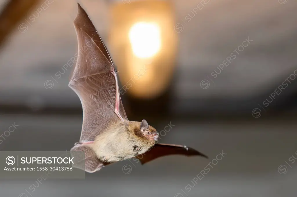Bat, rough-skinned bat, Pipistrellus nathusii, in flight