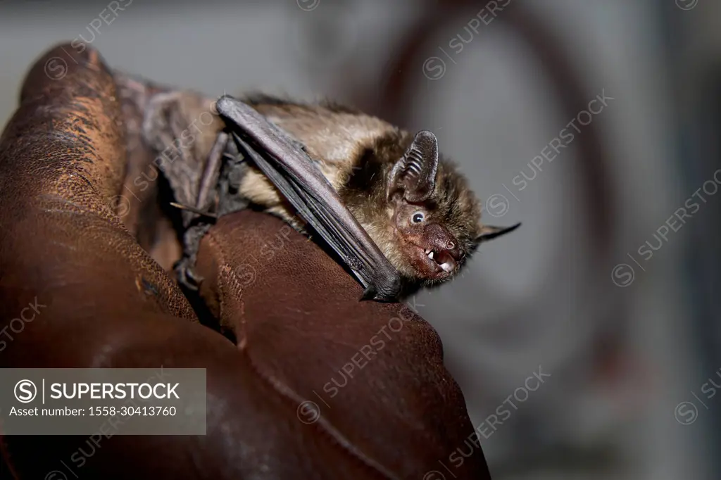 Bat, Broad-winged bat, Eptesicus serotinus