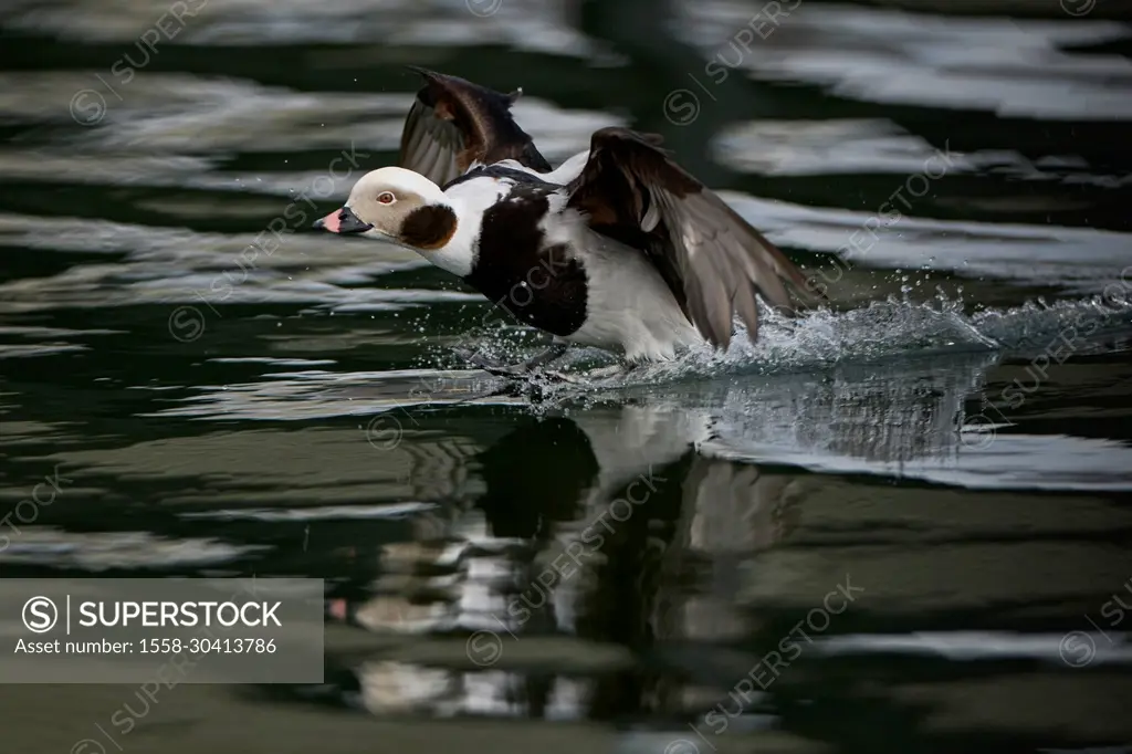 Long-tailed duck, Clangula hyemalis