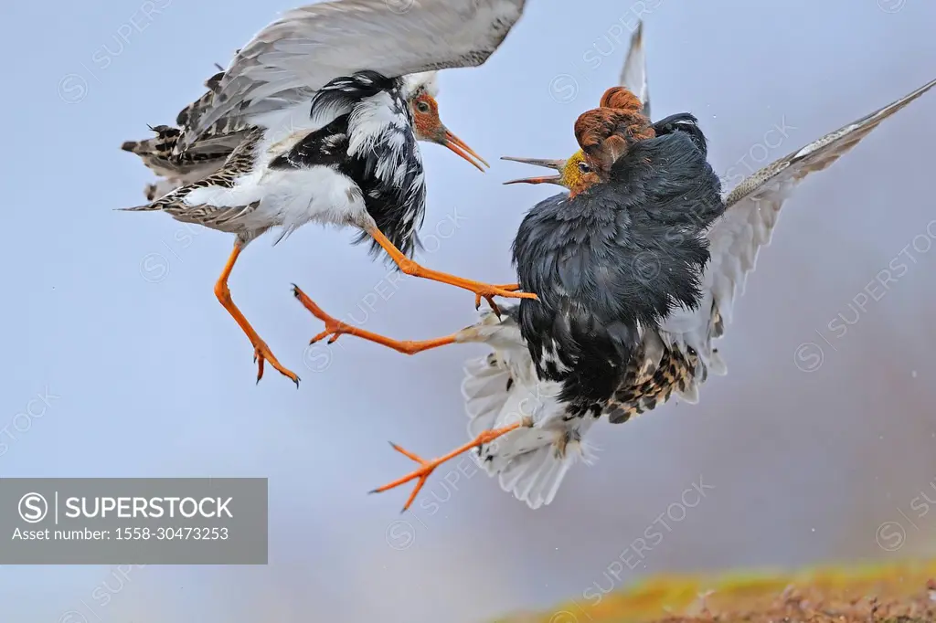 Fighting Ruff (Philomachus pugnax) males on the Varanger Peninsula mating ground, Norway