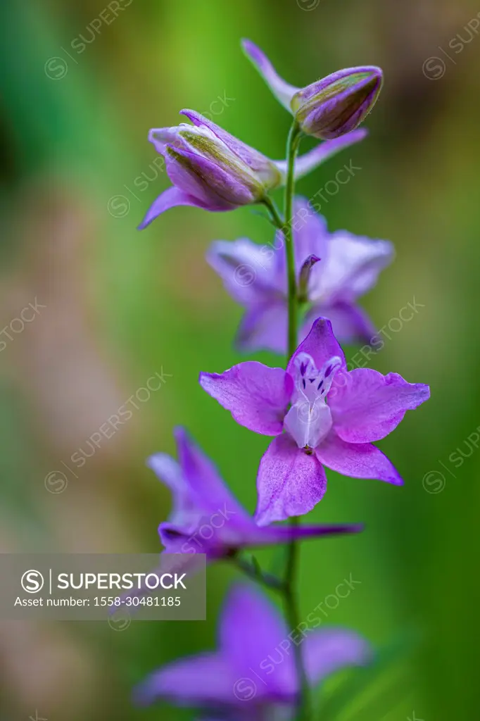 Flower of common field delphinium (Consolida regalis / Delphinium consolida), field delphinium, medicinal plant