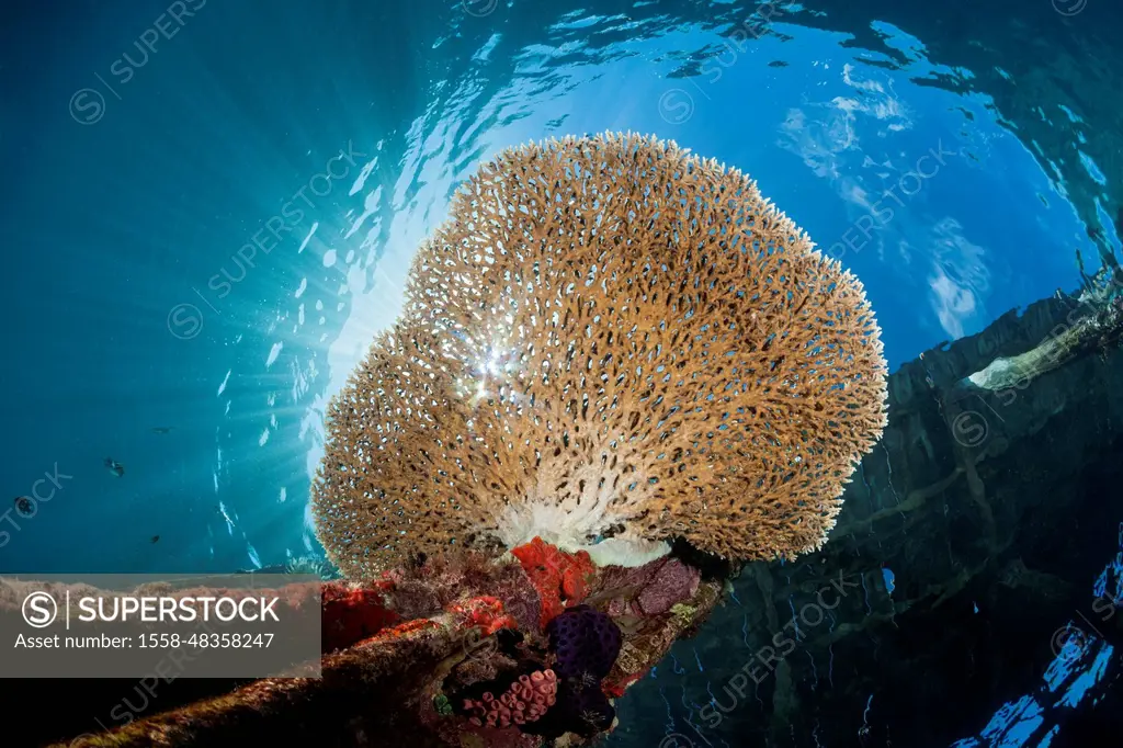 Table coral growing on Jetty, Acropora sp., Raja Ampat, West Papua, Indonesia