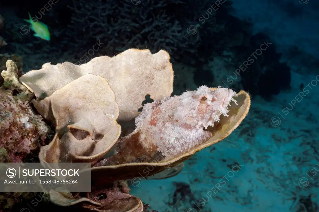 Papuan Scorpionfish, Scorpaenopsis papuensis, Raja Ampat, West Papua, Indonesia