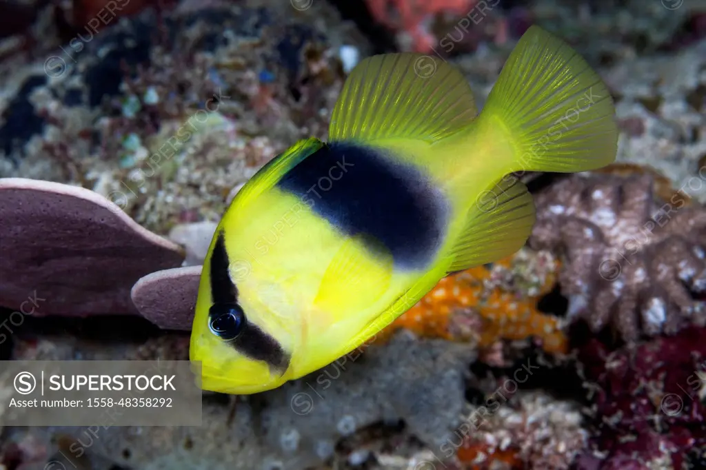 Barred soapfish, Diploprion bifasciatum, Raja Ampat, West Papua, Indonesia