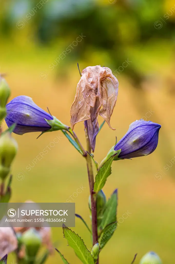 Peach-leaved bellflower, Campanula persicifolia, buds, faded flower, contrasting image