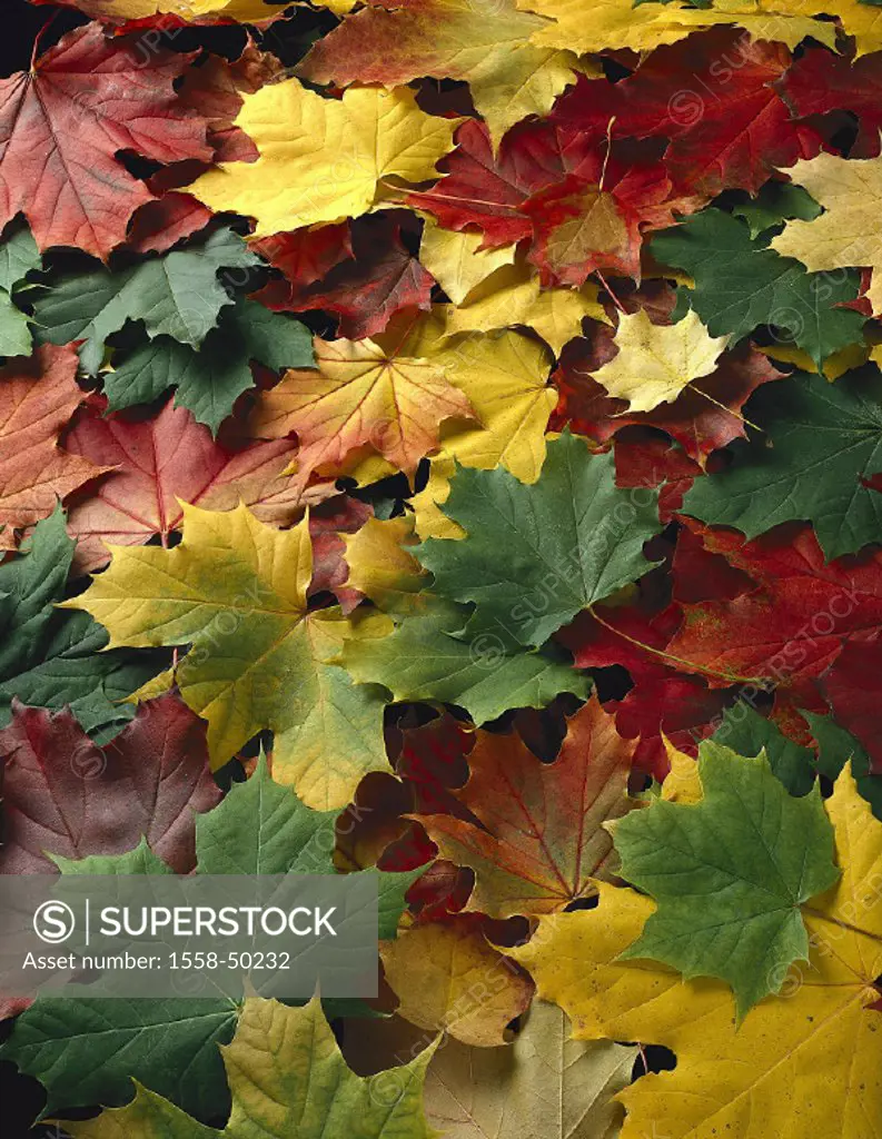 Maple leaves, Acer spec , autumn, fall leaves, leaves, foliage, colorfully, colorfully, autumn coloring, fall foliage, autumnal, autumn colors, nature...