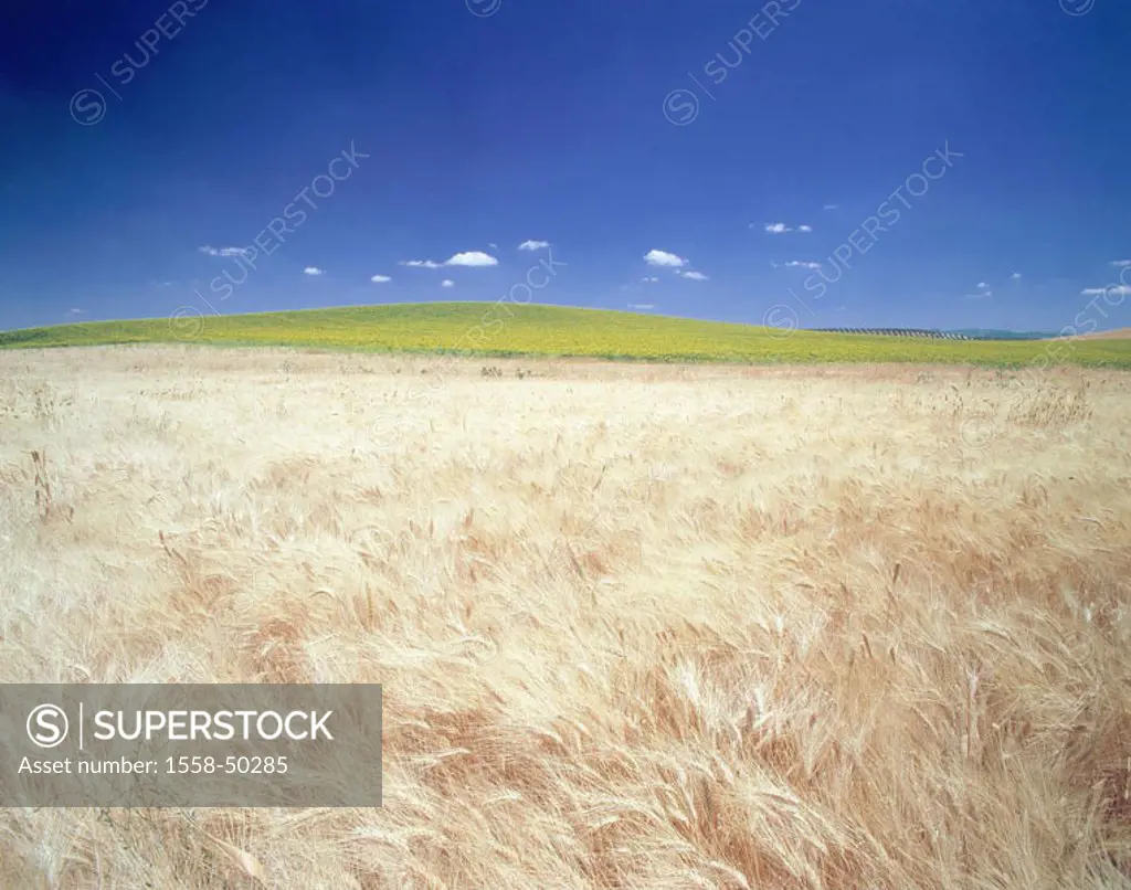 Spain, Andalusia, landscape,  Wheat field  Nature, hills, agriculture, field, grains, wheat, cultivation, grain cultivation, rapeseed field, heavens, ...